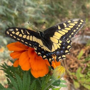 Meet your Posher, Simon